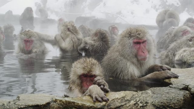 The Japanese Macaque (Snow) Monkeys enjoying a bath in the Onsen of Jigokudani Yaenkoen 