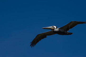 Pacific pelican