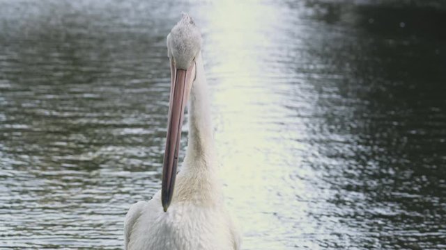 Preening Pelican in the Pond of John Oldham Park 