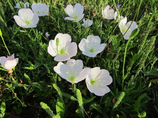 beautiful white flowers open their eyes