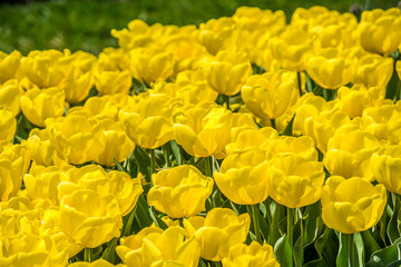 Obraz premium Tulips in the spring bloom