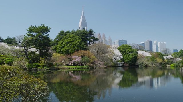 Cherry Blossom Trees in with the Skyline of Shinjuku