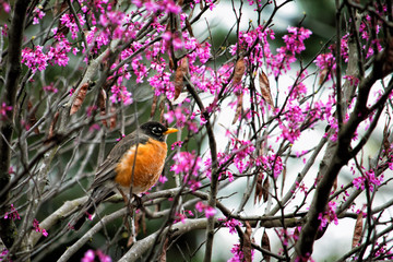 spring robin