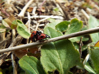 交尾中のナナホシテントウ couple of the ladybug