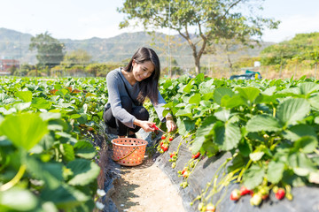 Fototapeta premium Picking strawberry in field