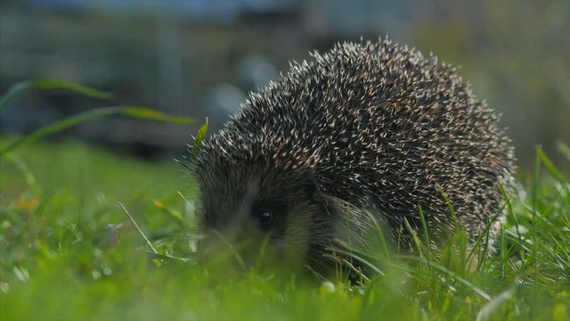 Sweet hedgehog in nature background. Natural light. Close up view. 4k