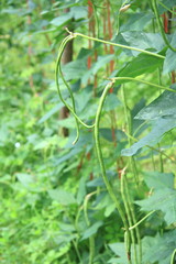 Fruits and Vegetables