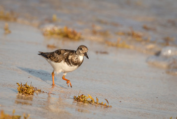 Ruddy Turnstone non-breeding adult shorebird forages for food on the beach in Yucatan.