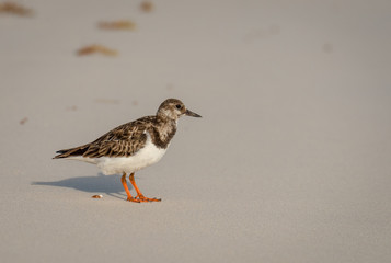 Ruddy Turnstone non-breeding adult shorebird forages for food on the beach in Yucatan.
