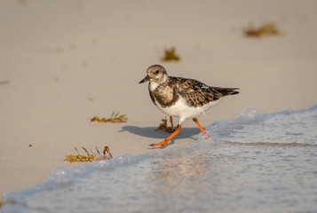 Ruddy Turnstone non-breeding adult shorebird forages for food on the beach in Yucatan.