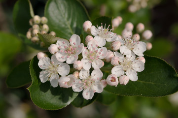 Small white and pink flowers