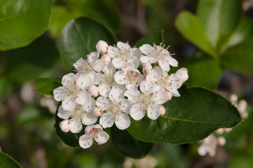 Small white flowers