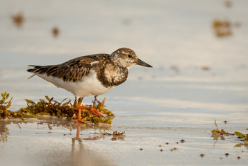 Ruddy Turnstone non-breeding adult shorebird forages for food on the beach in Yucatan.