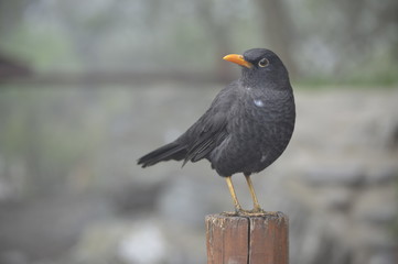 Zorzal en Merlo