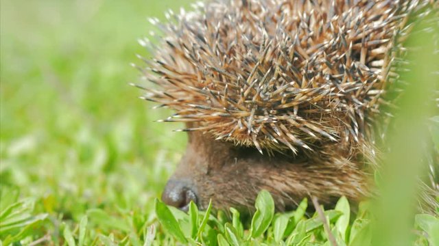 Sweet hedgehog in nature background. Natural light. Close up view. 4k