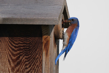 Bluebird feeding