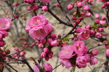 Flower Flowers Pink Bloom Blooms Blossom Blossoms Brown Twig Twigs Branches Branch Green Leaf Leaves Amdo Tibet Plateau China Qinghai Xining City Park Parks Nature