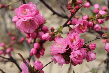 Naklejka na ściany i meble Flower Flowers Pink Bloom Blooms Blossom Blossoms Brown Twig Twigs Branches Branch Green Leaf Leaves Amdo Tibet Plateau China Qinghai Xining City Park Parks Nature