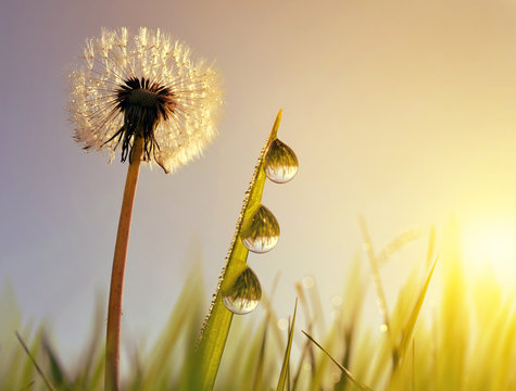 Dandelion flower and blades of grass with dew drops at sunrise. Spring season.