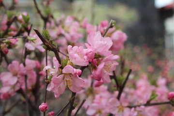 Flower Flowers Pink Bloom Blooms Blossom Blossoms Brown Twig Twigs Branches Branch Green Leaf Leaves Amdo Tibet Plateau China Qinghai Xining City Park Parks Nature