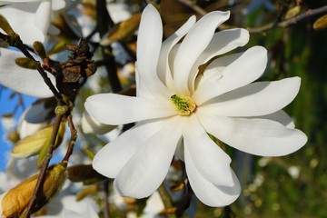 Beautiful white flowering magnolia - flowering tree