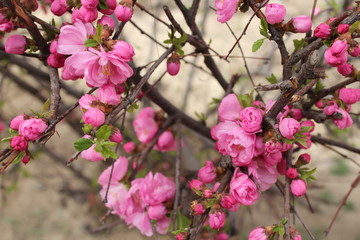 Flower Flowers Pink Bloom Blooms Blossom Blossoms Brown Twig Twigs Branches Branch Green Leaf Leaves Amdo Tibet Plateau China Qinghai Xining City Park Parks Nature