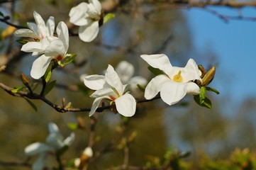 Beautiful white flowering magnolia - flowering tree