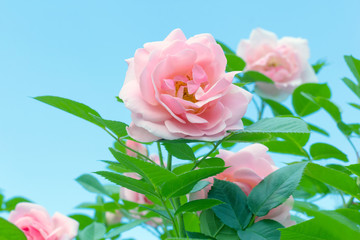 fresh fragrant bloom pink roses
