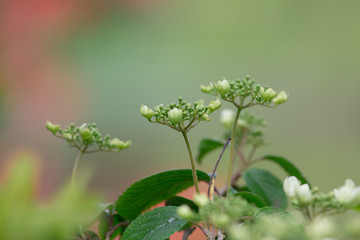Spring flowers with a blurry background 