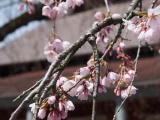 角館　武家屋敷　桜