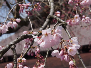 角館　武家屋敷　桜
