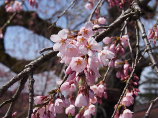 角館　武家屋敷　桜