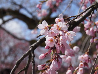 角館　武家屋敷　桜