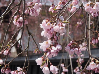 角館　武家屋敷　桜