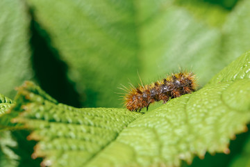 Caterpillar on a green leaf  