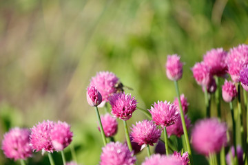 Fototapeta premium Pink flowers 