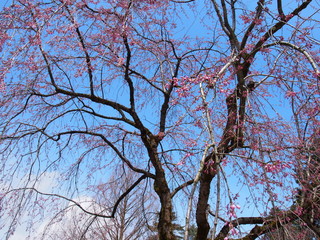 角館　武家屋敷　桜　青空