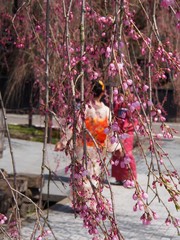 角館　武家屋敷　桜　青空