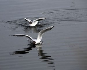 Black-headed gull