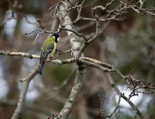 Great tit