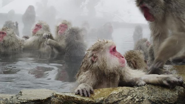 The Japanese Macaque (Snow) Monkeys enjoying a bath in the Onsen of Jigokudani Yaenkoen 