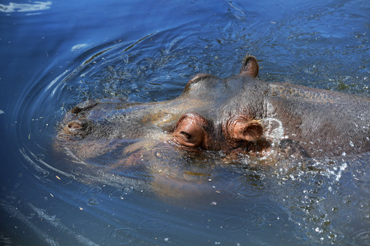 Head of Hippopotamus in the Water