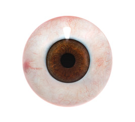 Human Eyeball Isolated