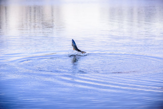 fish jumping out of water with splash and ripples at dusk