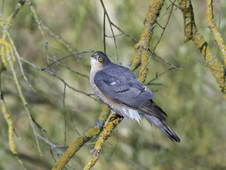 Eurasian sparrowhawk (Accipiter nisus)