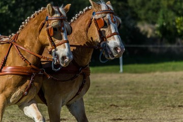 Attelage, dressage, maniabilité.