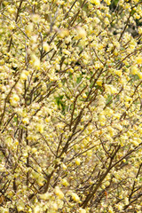 corylopsis pauciflora, Numerous short racemes of primrose yellow flower,The fragrant flowers appear from early to mid-spring.