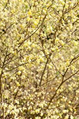 corylopsis pauciflora, Numerous short racemes of primrose yellow flower,The fragrant flowers appear from early to mid-spring.