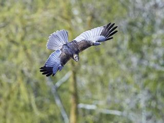 Western marsh harrier (Circus aeruginosus)