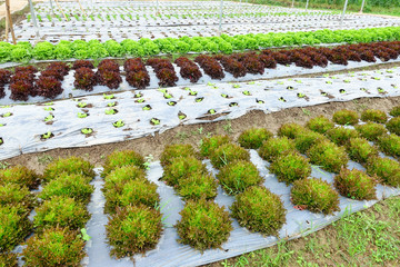 Growing Organic vegetable farms for Background.